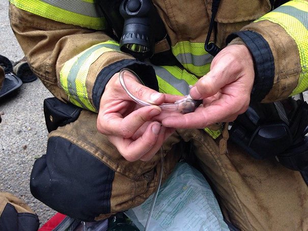 Firefighters In Lacey, Rescued Baby Hamsters During A Trailer Fire Today And Gave Them Oxygen