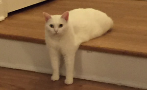 Awkward Half-Cat Inspires Hilarious Photoshop Battle (15+ Pics)