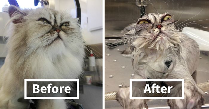 Image result for funny before and after cat grooming photos