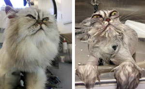 15+ Hilarious Animals Before And After A Bath