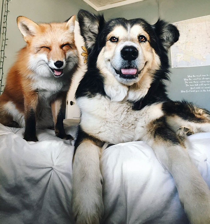 juniper-pet-fox-dog-friendship-moose-6.j