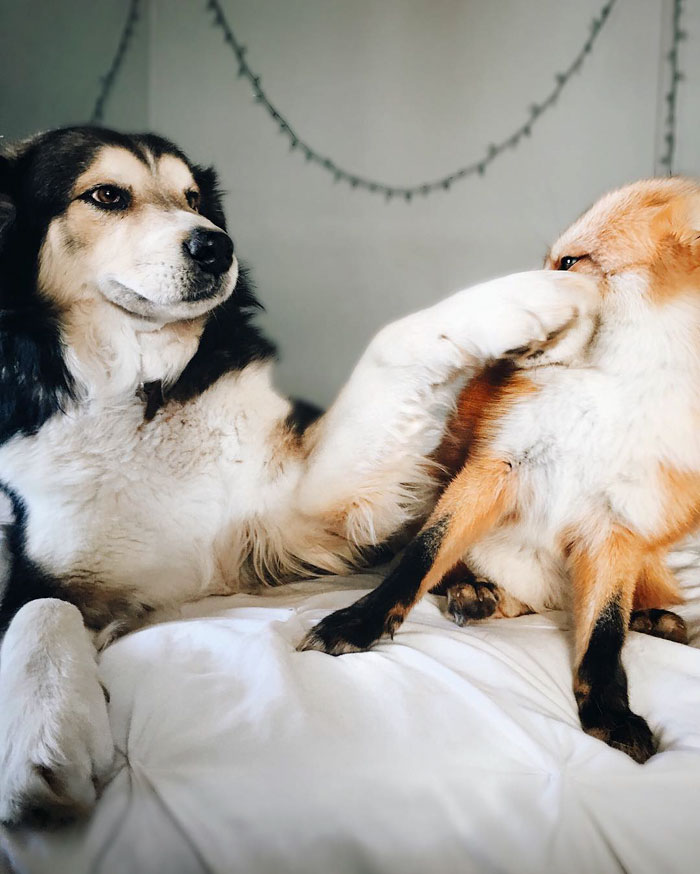 juniper-pet-fox-dog-friendship-moose-8.jpg