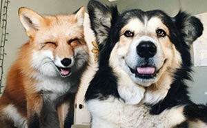 Pet Fox Becomes Best Friends With A Dog