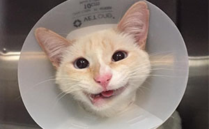 Rescue Cat Turns Broken Jaw Into Gorgeous Smile