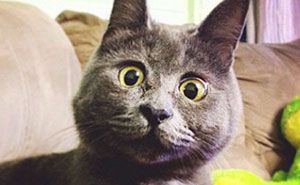 This Permanently Surprised Cat Wasn't Supposed To Survive, Now He's 4 Years Old