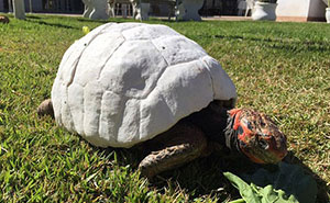Injured Tortoise Receives World's First 3D Printed Shell