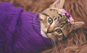 Daughter Demands Newborn Photoshoot For Her Stray Kitty, Mother Delivers
