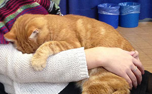 This Cat Comes To University Every Day To Help Students With Cuddles