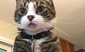 "My Laptop Is Set Up To Take A Picture After 3 Incorrect Password Attempts"