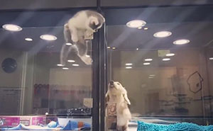 Kitten Escapes Pet Store Display To Meet Its Lonely Dog Friend
