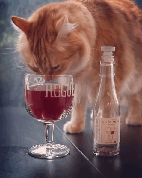 catnip-wine-for-cats-apollo-peak-2