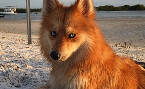 Meet Fox Dog, A Pomeranian-Husky Mix Who Is Taking The Internet By Storm (12 Pics)