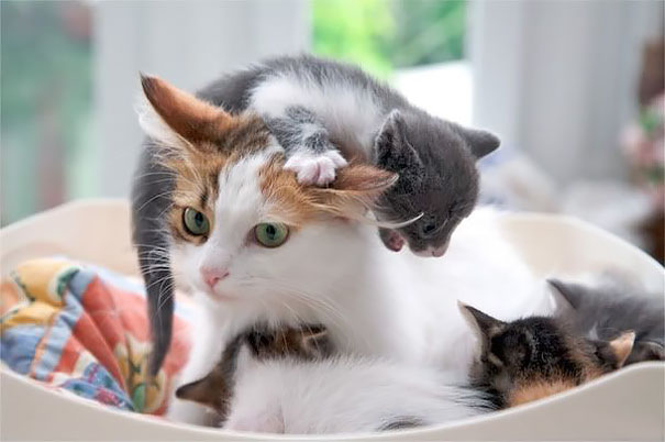 Image result for cat mom with kittens