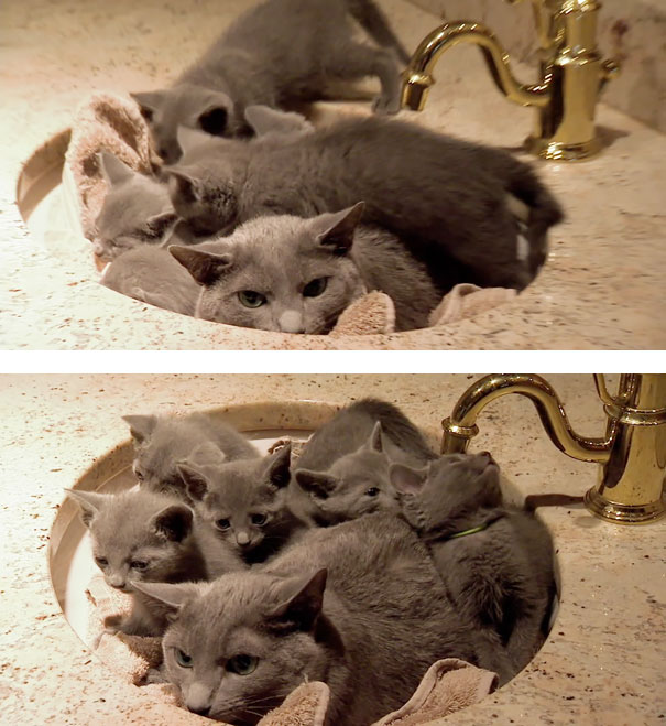 Angry Dad Cat Liked To Sit In The Sink By Himself...Until The Kittens Found Him