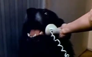Hilarious Emergencies Dogs Would Have If They Could Dial 911