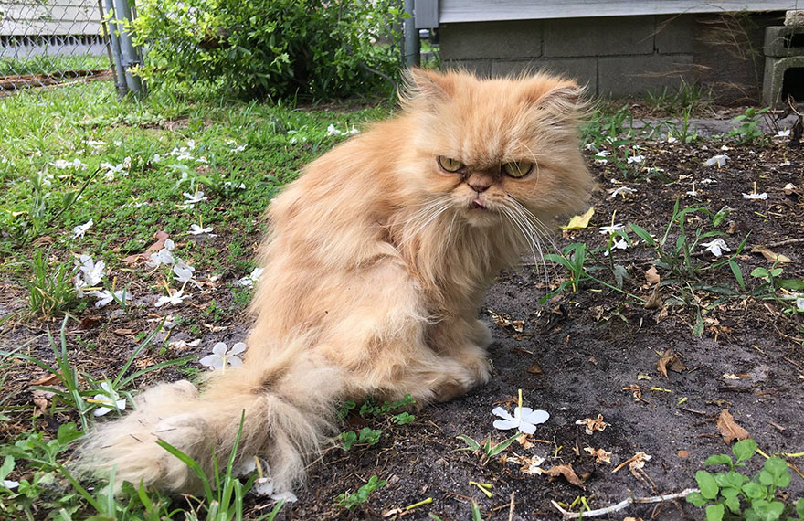 grumpy-cat-adopted-ginger-garfield-16