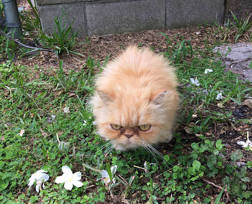 grumpy-cat-adopted-ginger-garfield-5