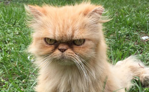 Homeless Grumpy Cat Found During House Inspection Gets Adopted, Hates Every Moment Of It