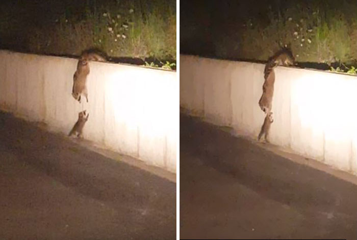 mother-helps-baby-climb-wall-raccoon-family-8