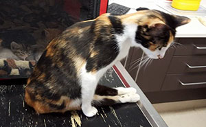 Paralyzed Cat Drags Herself To The Spot She Left Her Kittens After Neighbor Tried To Kill Her