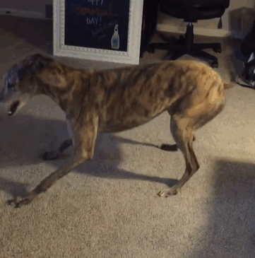 rescue-dog-loves-baby-greyhound-racing-mosley-lucas-2.gif
