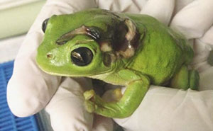 Woman Runs Over Frog With Lawnmower, Flies It 1,000 Km To Clinic