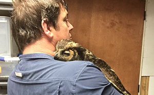 Owl Recognizes The Man Who Saved Her, Gives Him The Most Heartfelt Hug