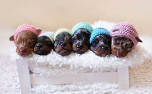 Proud Sausage Dog Poses With Her 6 Tiny Sausages For Maternity Photoshoot