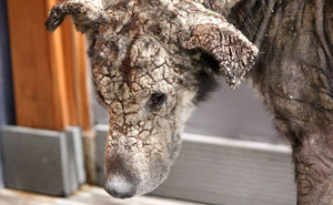 Dog Who Turned To Stone Was Afraid Of Human Touch, Now Demands Belly Rubs