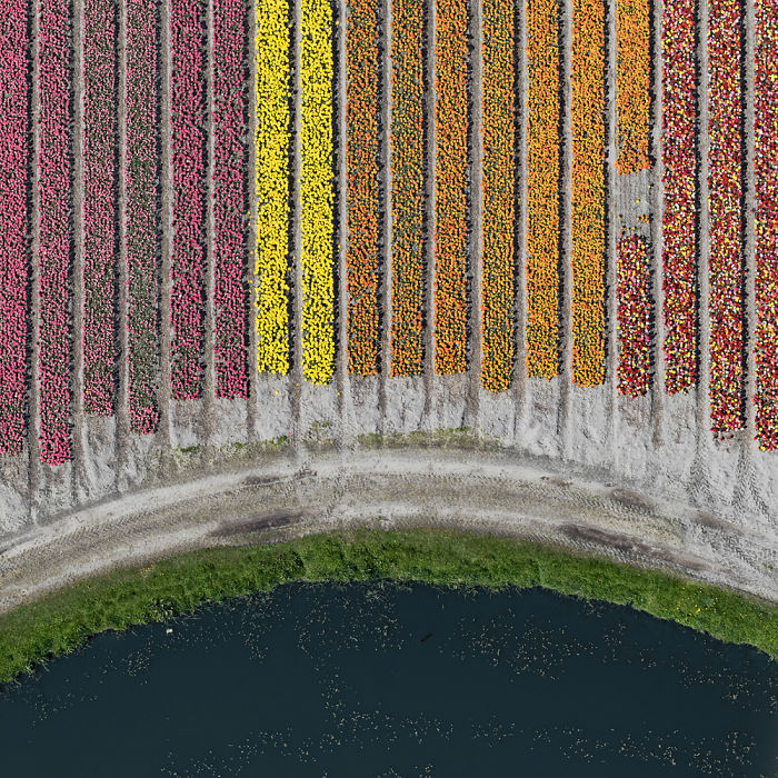 tulip-fields-aerial-photography-netherlands-bernhard-lang-577276fb0f49a__700.jpg