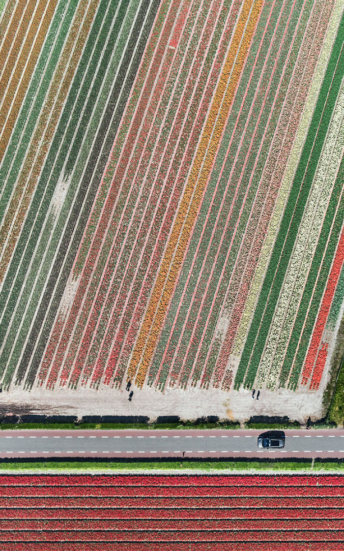 Bernhard Lang - pola tulipanów w Holandii. Bernhard Lang - The tulip fields in the Netherlands.