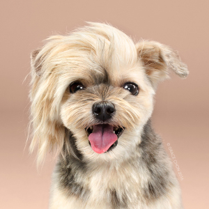 Bow To Wow: Before And After Transformations Of Dog Haircuts