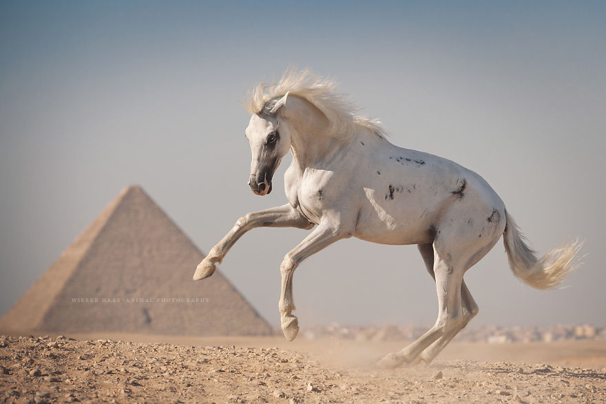 Šokujúca realita, ako sa zaobchádza s koňmi a ťavami v Egypte, ktoré slúžia pre pobavenie turistov