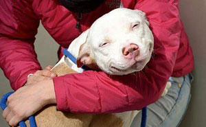 These 15+ Dogs On Their First Day Of Adoption Will Make You Want To Adopt One Too