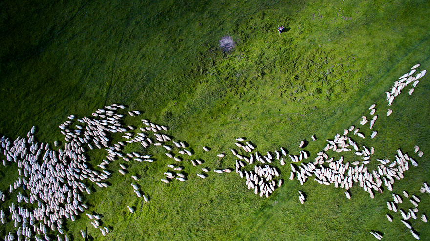 2nd Prize Winner – Category Nature Wildlife: Swarm Of Sheep