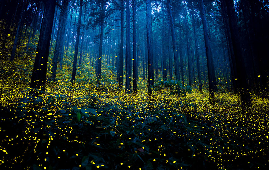 fireflies-long-exposure-photography-2016-japan-10.jpg