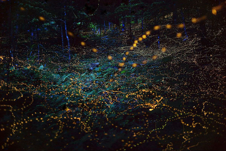 Świetliki w japońskim lesie (lato 2016). Fireflies in Japanese forest (summer 2016).