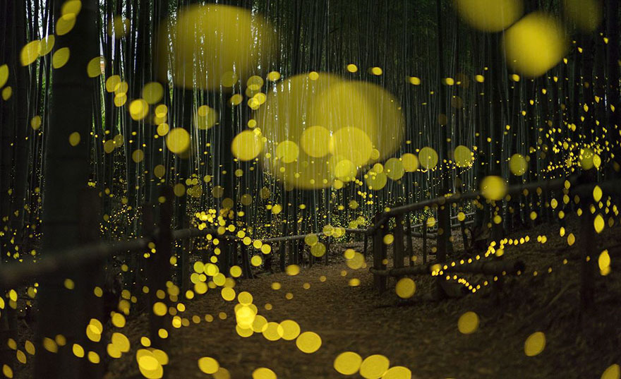 Świetliki w japońskim lesie (lato 2016). Fireflies in Japanese forest (summer 2016).