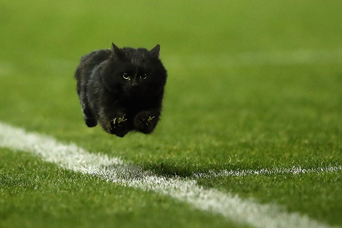 flying-cat-rugby-game-photoshop-battle-o