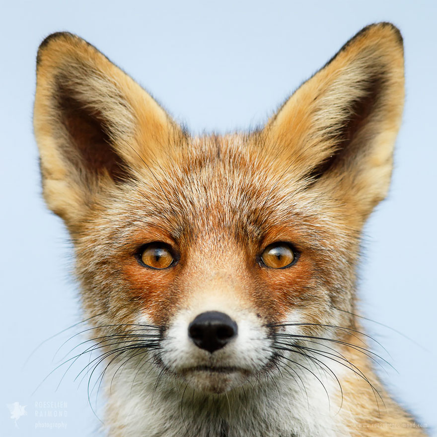 fox-faces-roeselien-raimond-ears