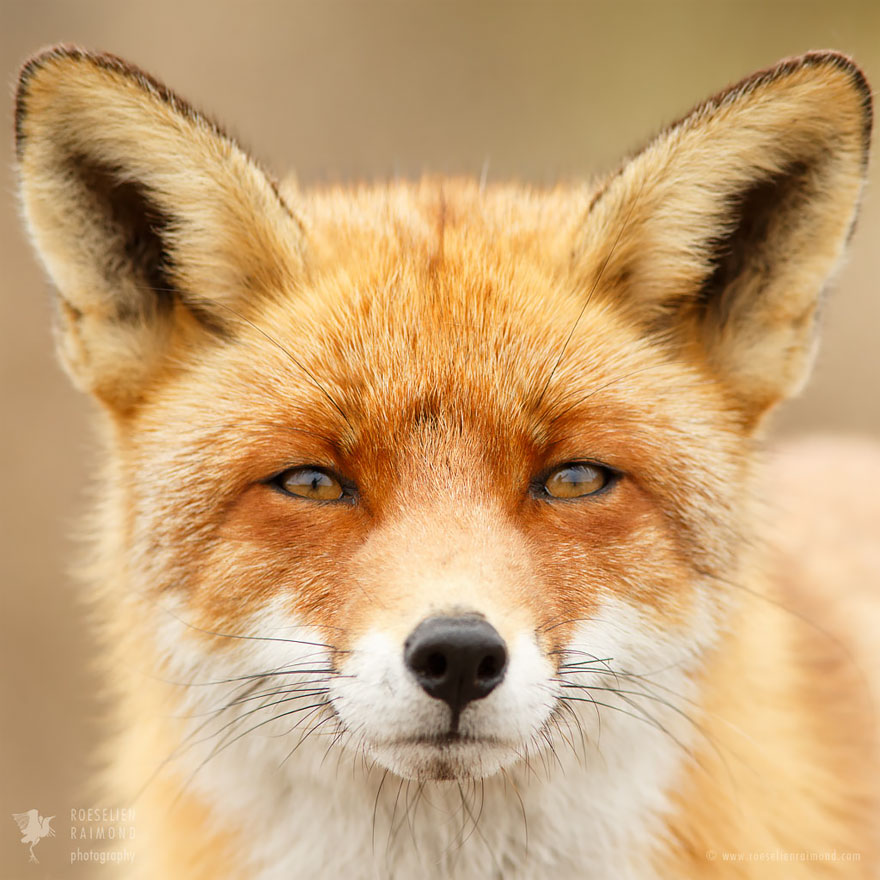 fox-faces-roeselien-raimond-fox
