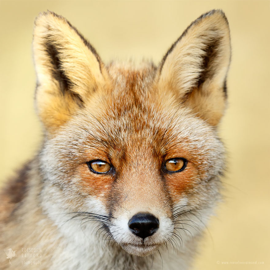 fox-faces-roeselien-raimond-grey