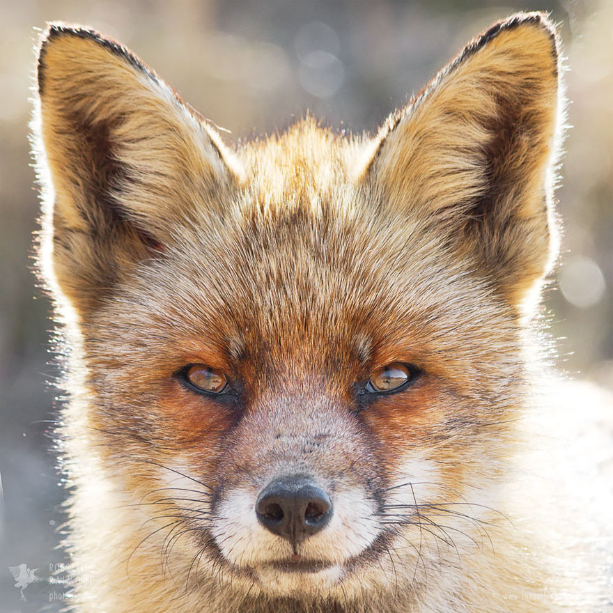 fox-faces-roeselien-raimond-older