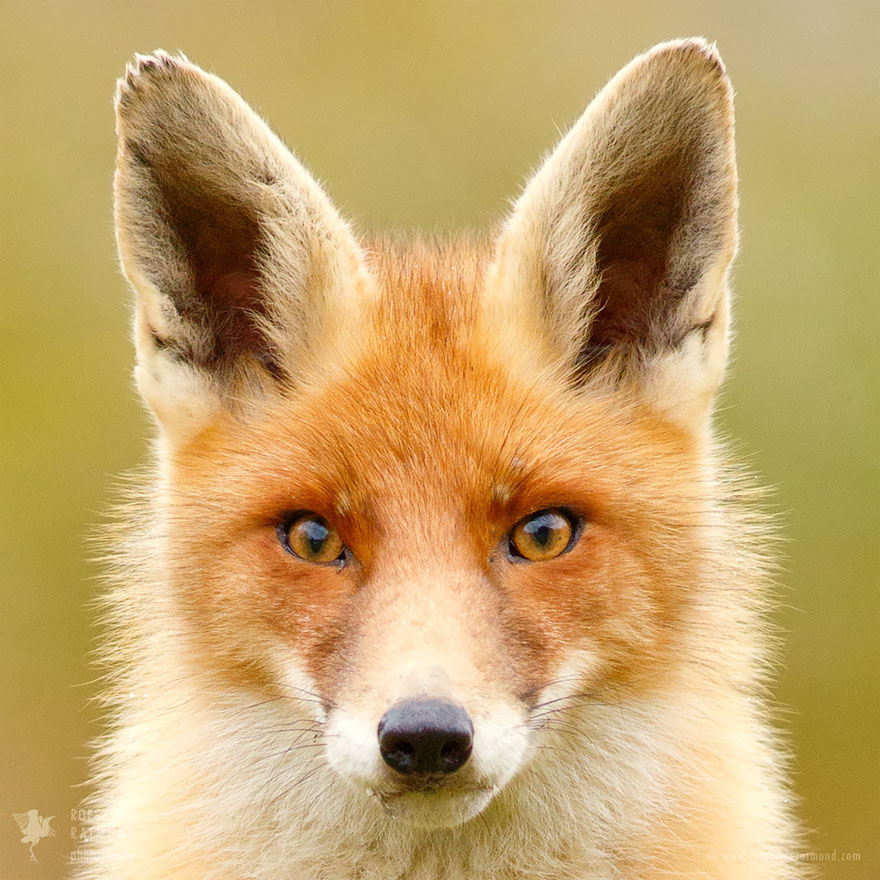 fox-faces-roeselien-raimond-orange