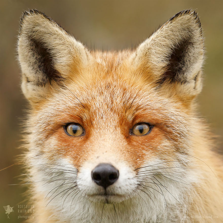 fox-faces-roeselien-raimond-red-fox