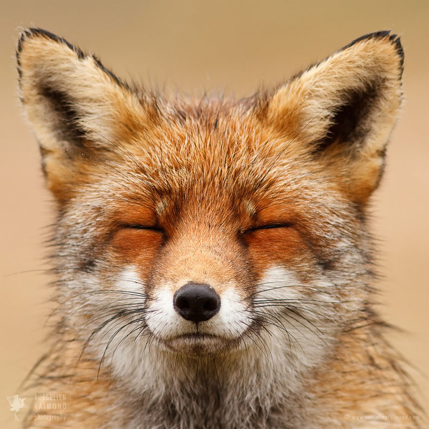fox-faces-roeselien-raimond-smiling