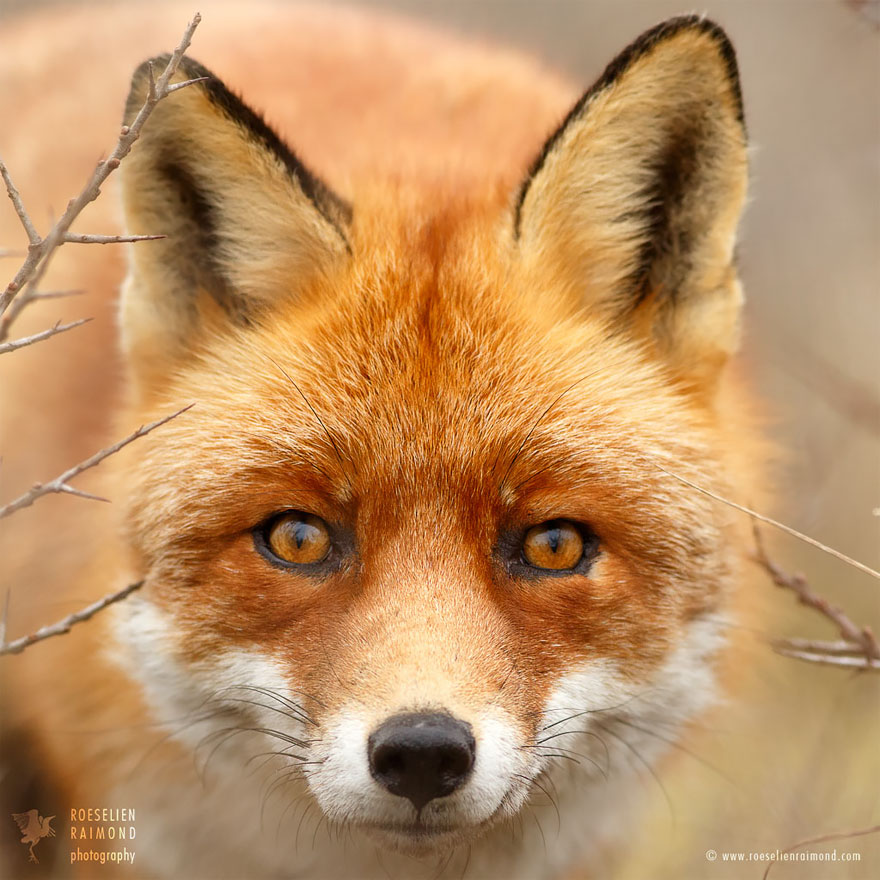 fox-faces-roeselien-raimond-young