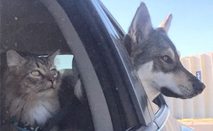 This Husky Picked Out Her Own Kitten To Take Home From Shelter