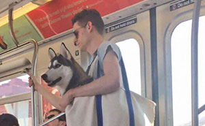 Dogs Are Not Allowed On NYC Subway Unless They're In A Carrier...So This Happened