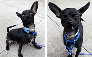 Dog Put Up For Adoption Was Supposed To Impress Future Owners With A Photoshoot, This Is The Result